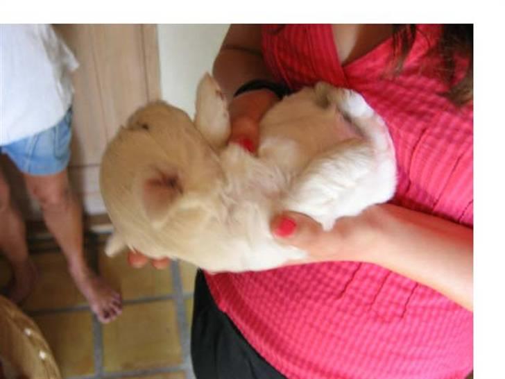 Coton de tulear Romeo  - 2-3 uger billede 4