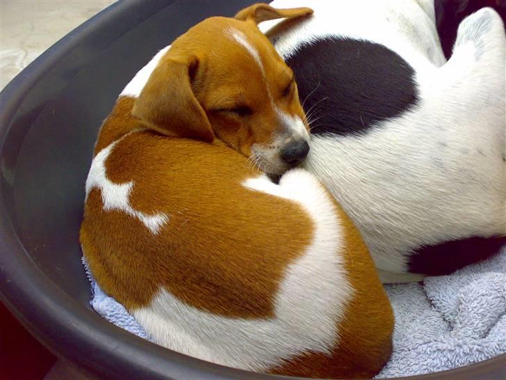 Dansk svensk gaardhund Lila billede 12