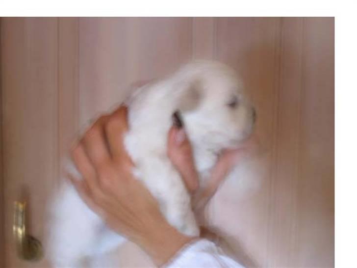 Coton de tulear Romeo  - 2-3 uger billede 5