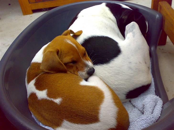 Dansk svensk gaardhund Lila billede 13