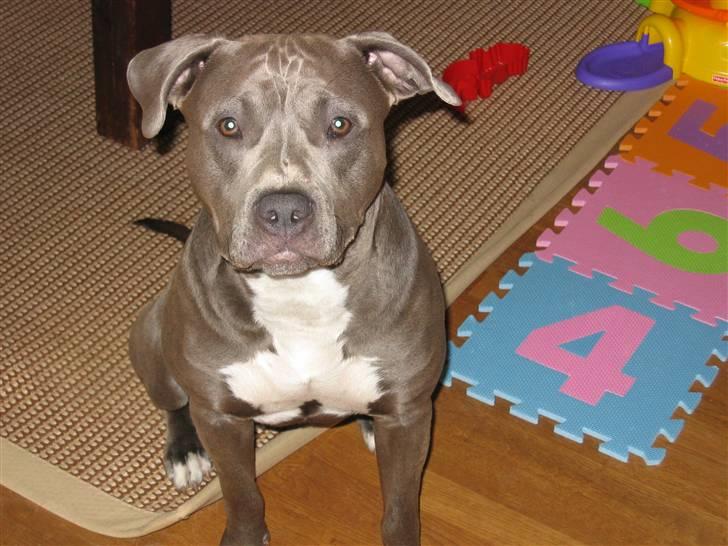 Amerikansk staffordshire terrier Costa - Ikke alle de billeder moar :) billede 15