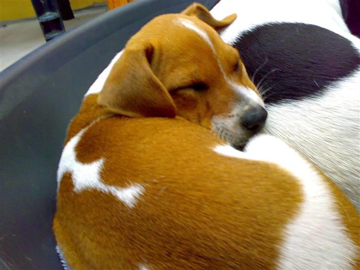 Dansk svensk gaardhund Lila billede 14