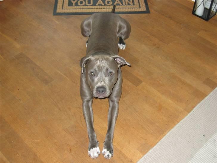 Amerikansk staffordshire terrier Costa - Jeg kan blive lang når jeg strækker mig ud :) billede 16
