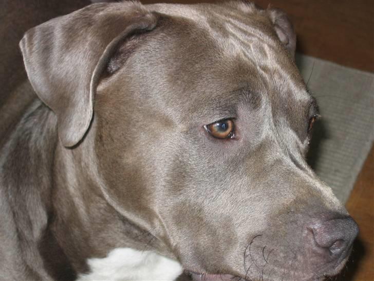 Amerikansk staffordshire terrier Costa - Smukke basse.. billede 17