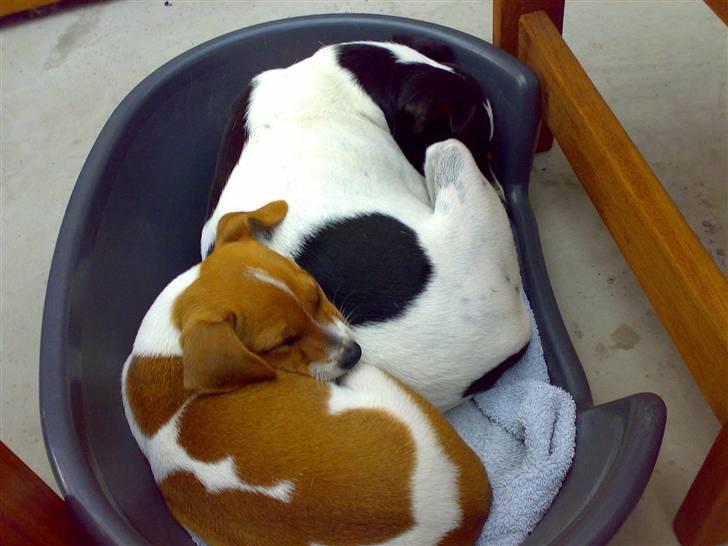 Dansk svensk gaardhund Lila billede 15