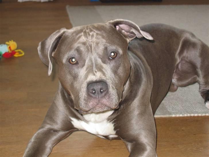 Amerikansk staffordshire terrier Costa - Øhh dav :) billede 18