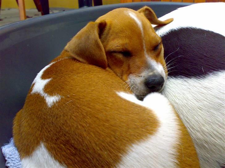 Dansk svensk gaardhund Lila billede 16