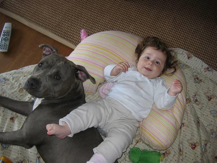 Amerikansk staffordshire terrier Costa - Det her er råhygge :) billede 20