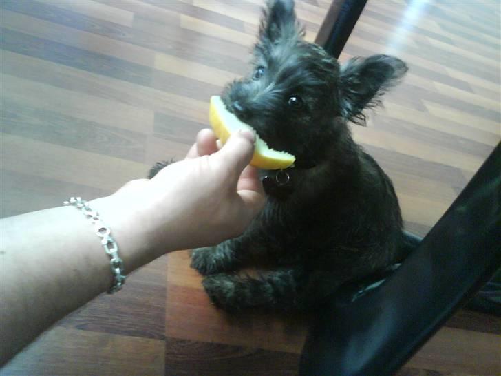 Cairn terrier Liva billede 4