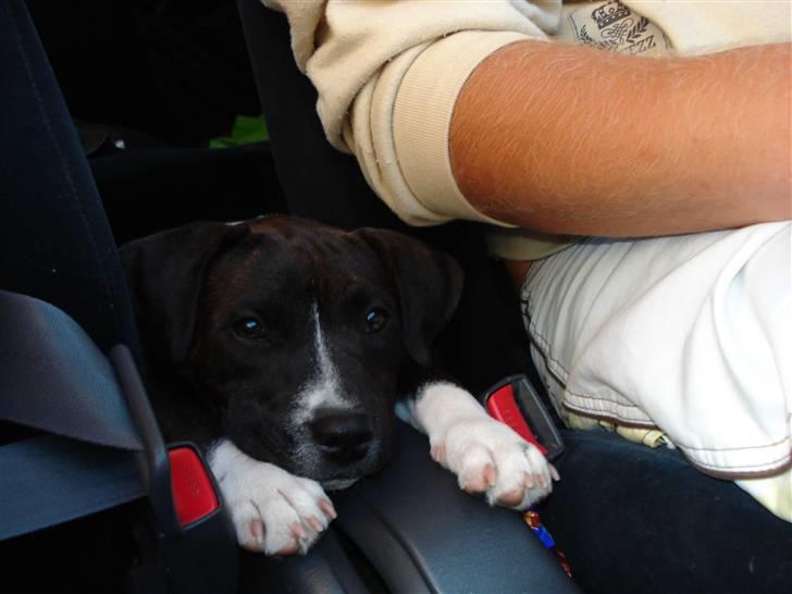 Staffordshire bull terrier Chica  (Engelsk) billede 10