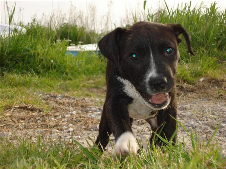 Staffordshire bull terrier Chica  (Engelsk) billede 11