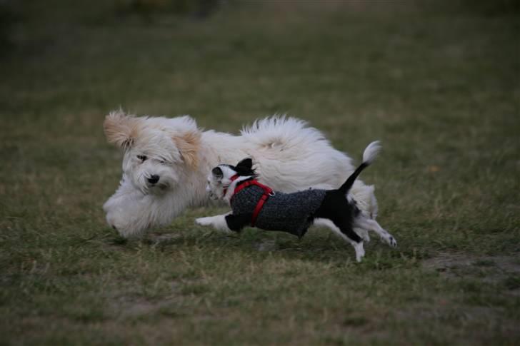 Bichon havanais Miki Nanoq Smilla - Smilla leger med Nemmor til hvalpetræning. billede 5