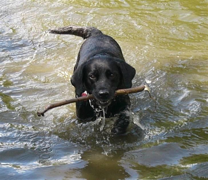 Labrador retriever Sussi - Sussi i søen d. 14. juli 2008. billede 1
