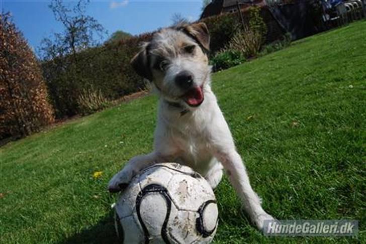 Jack russell terrier HØJENS IRISH MURPHY billede 1