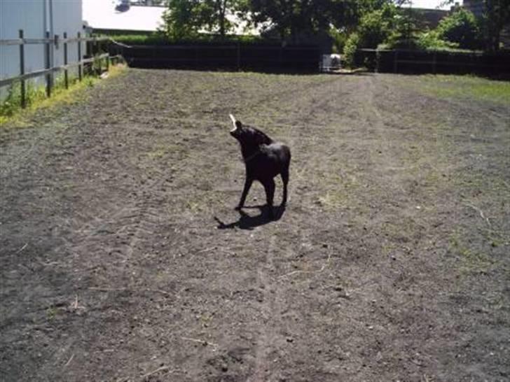 Labrador retriever Sussi - Sussi på gården sommeren 2005. billede 4