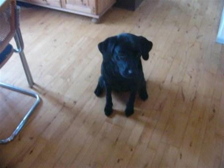 Labrador retriever Sussi - Sussi sommeren 2005. billede 5