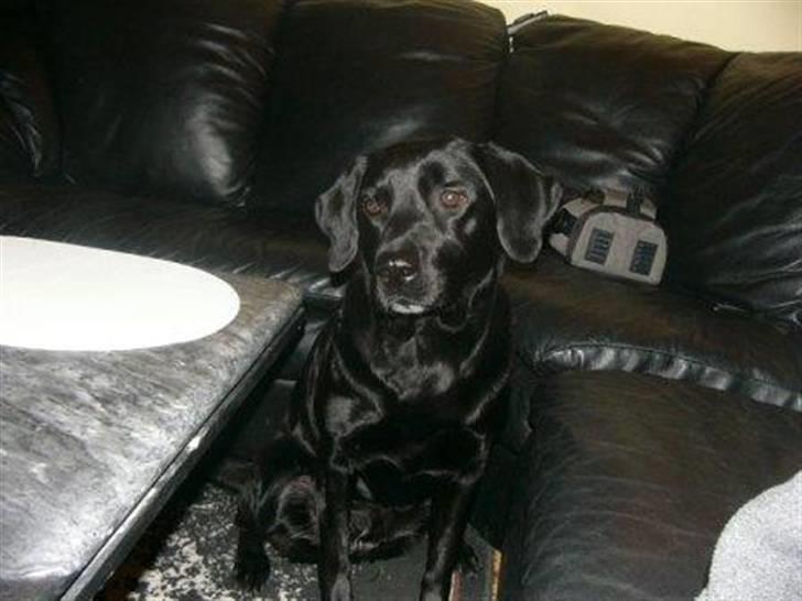 Labrador retriever Sussi - Sussi sommeren 2005. billede 6