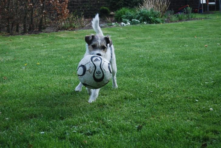 Jack russell terrier HØJENS IRISH MURPHY - wee´ selvom jeg er lille, kan jeg godt tæmme thor´s bolde :b billede 2