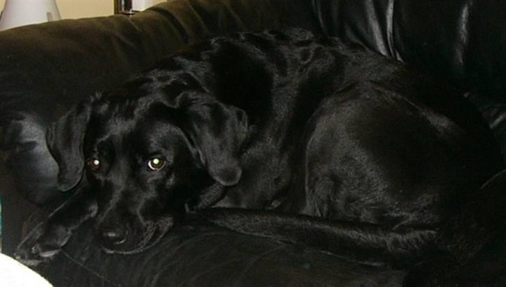 Labrador retriever Sussi - Sussi foråret 2007 - inden vi flyttede. billede 7