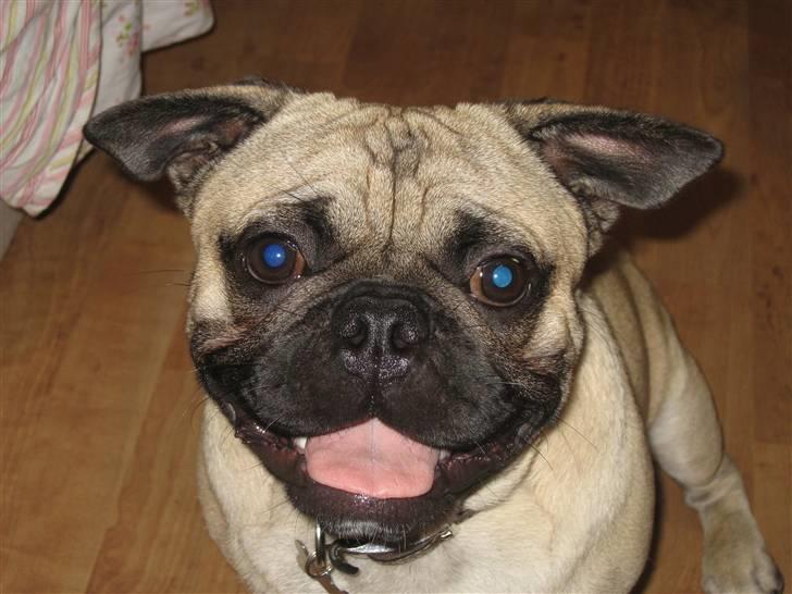 Blanding af racer aa Oscar billede 1