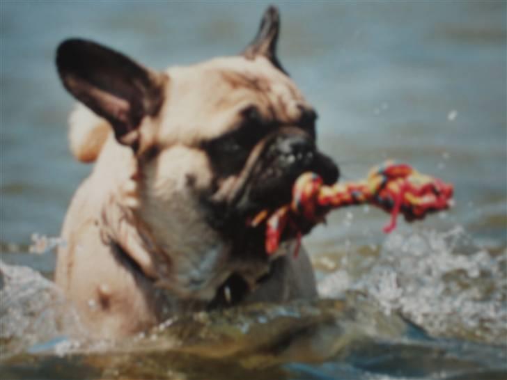 Blanding af racer aa Oscar billede 2