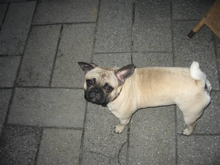 Blanding af racer aa Oscar billede 3