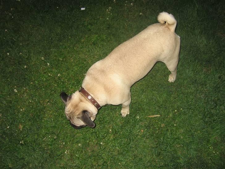 Blanding af racer aa Oscar billede 4