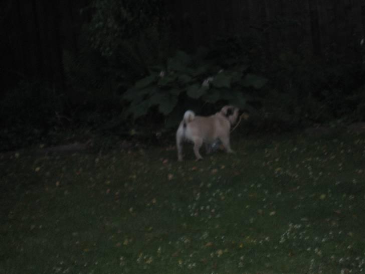 Blanding af racer aa Oscar billede 5