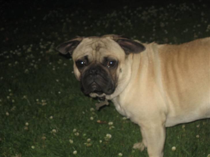 Blanding af racer aa Oscar billede 6