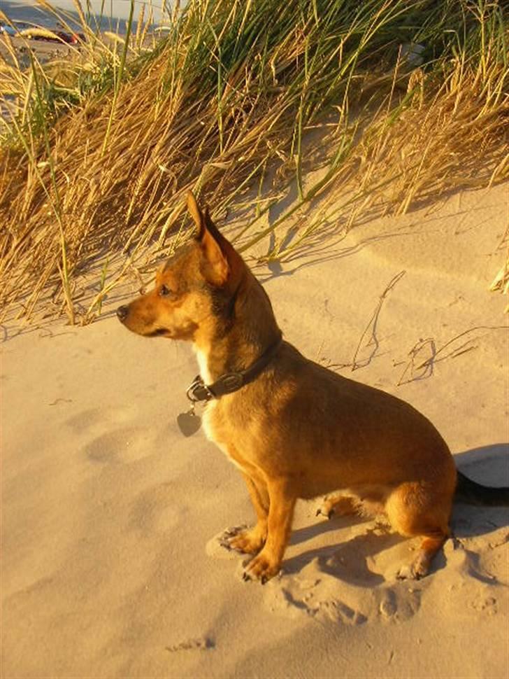 Blanding af racer Molly - Molly ser solnedgangen på Tversted strand:o)   billede 18