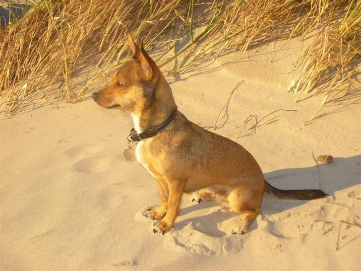 Blanding af racer Molly - Lækker hund;o)  billede 19