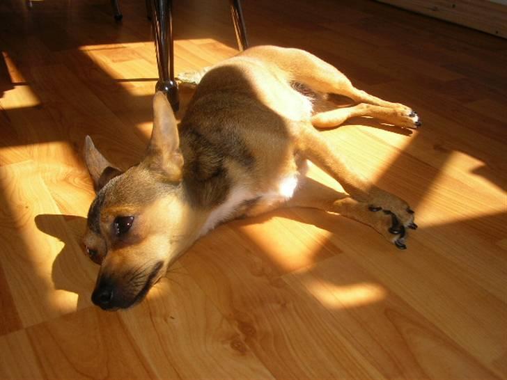 Blanding af racer Molly billede 20