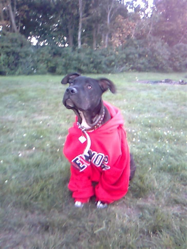 Amerikansk staffordshire terrier Brian ! R.I.P ='(  - brian gangster =>) billede 1