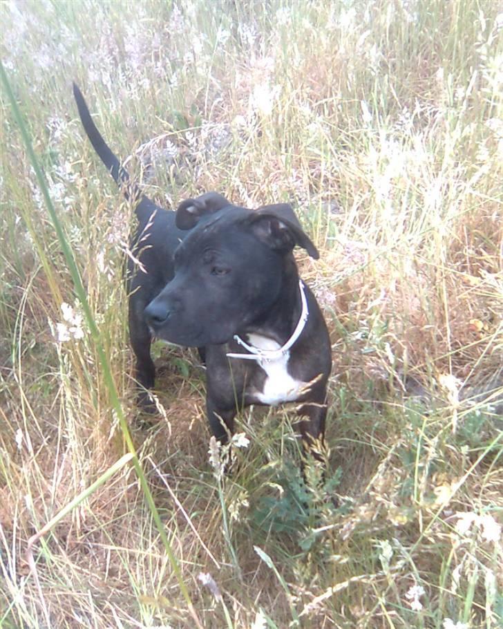 Amerikansk staffordshire terrier Brian ! R.I.P ='(  - der er vi første gang i mosen .. here hyggeligt, billede 2