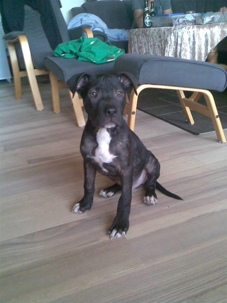 Amerikansk staffordshire terrier Brian ! R.I.P ='(  - han er altså fin ;O mangler lidt pels , men stadig smuk =p billede 3