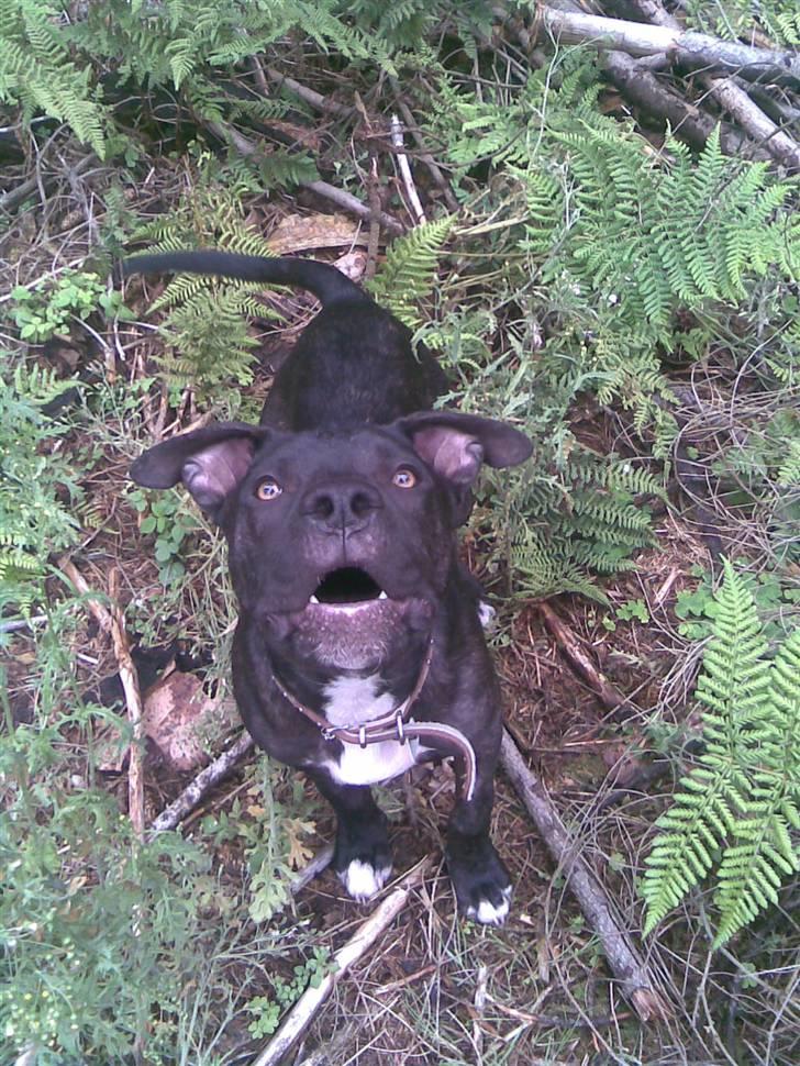 Amerikansk staffordshire terrier Brian ! R.I.P ='(  - farlig hund billede 4