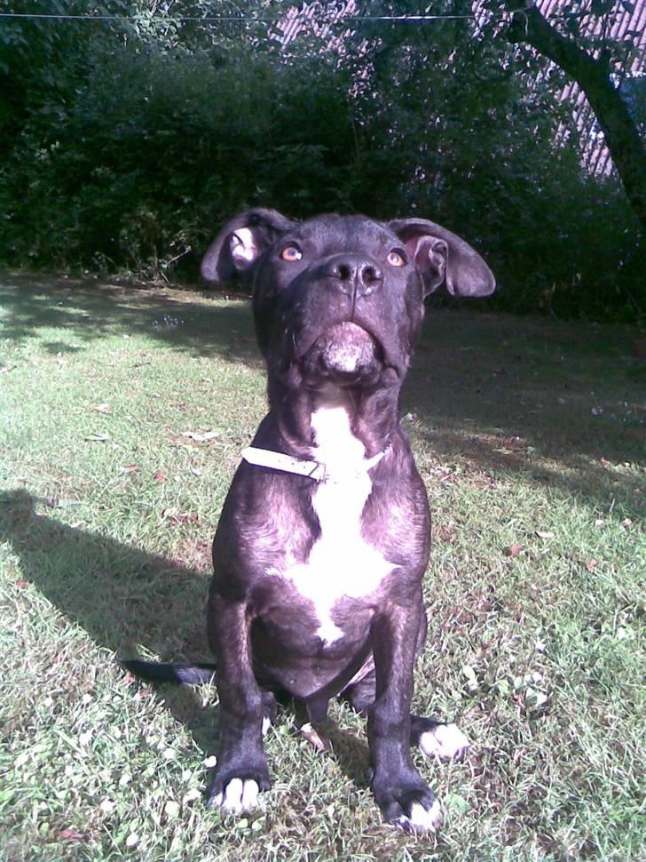 Amerikansk staffordshire terrier Brian ! R.I.P ='(  - sej staff =) billede 5