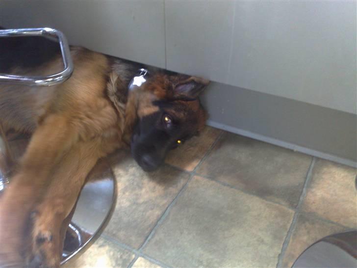 Schæferhund Gucci billede 2