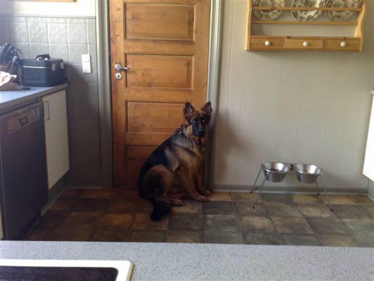 Schæferhund Gucci billede 3