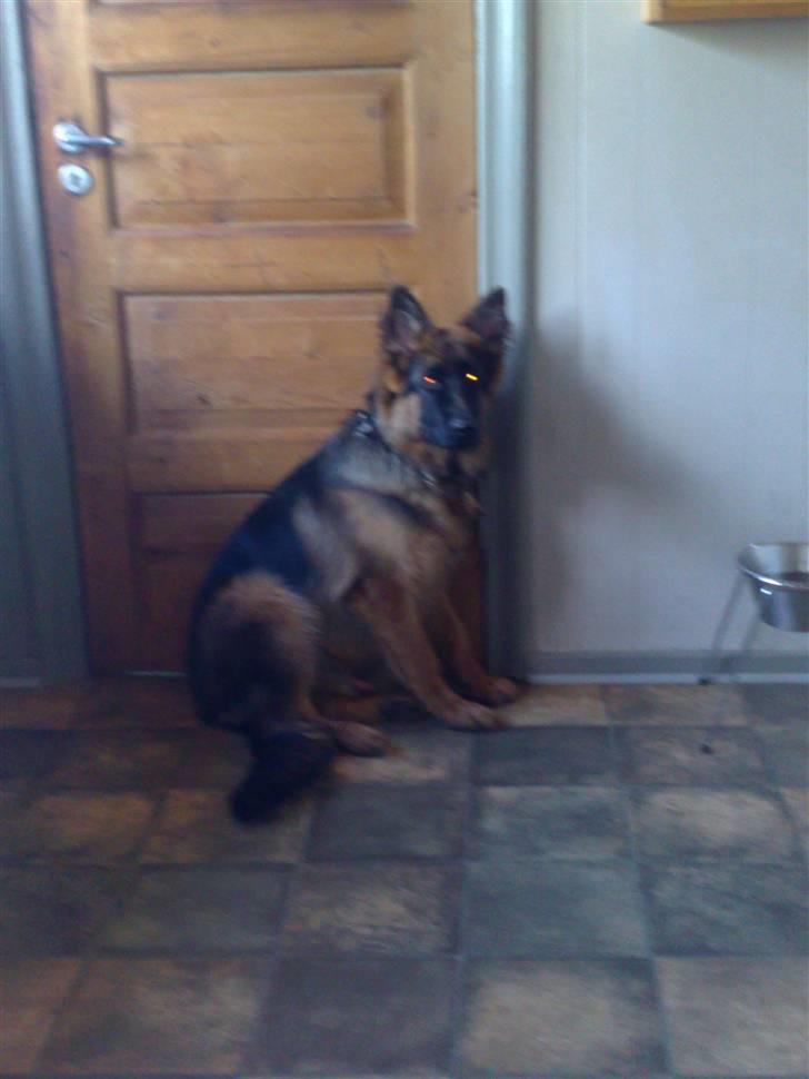 Schæferhund Gucci billede 4