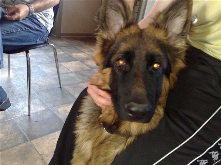 Schæferhund Gucci billede 5