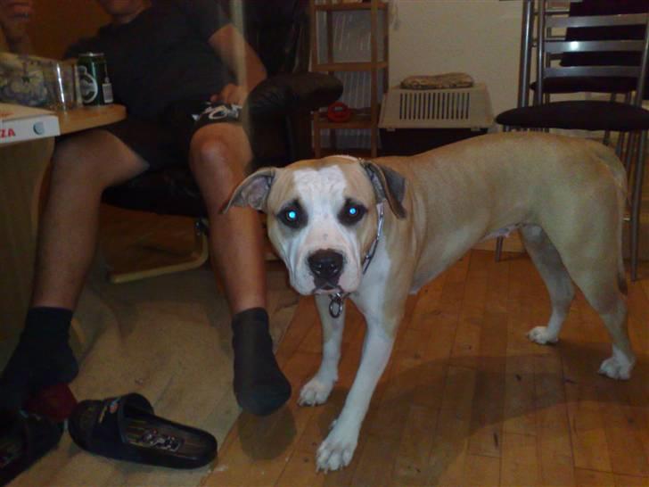 Schæferhund Gucci - Ganja (Amstaff), Gucci´s bedste legekammerat :D billede 6