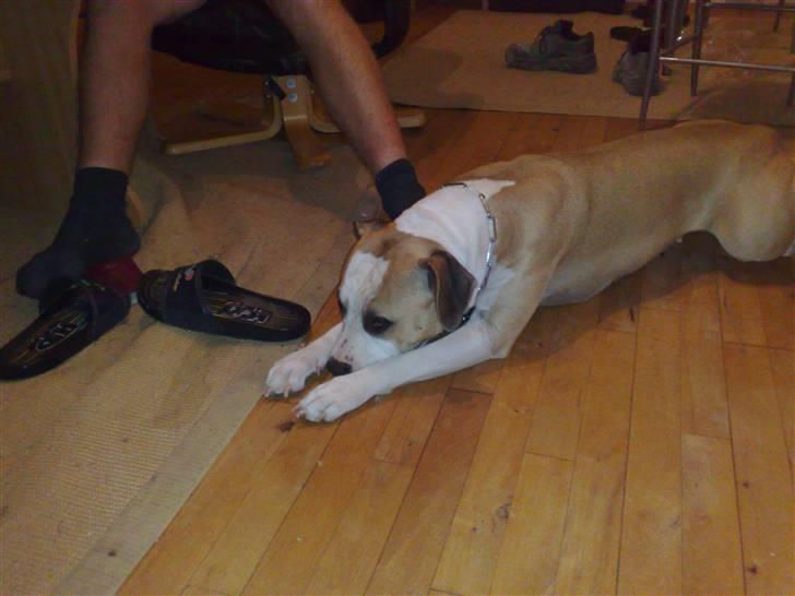 Schæferhund Gucci - Ganja, igen (: billede 7