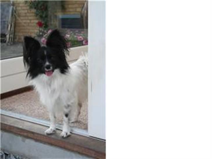 Papillon Sisse - Hej billede 9