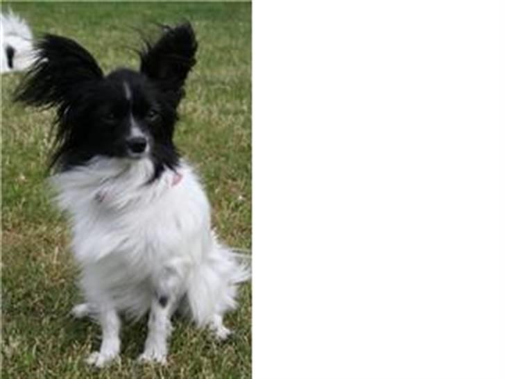 Papillon Sisse - Uff, hvor det blæser billede 10