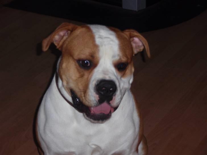 Amerikansk bulldog kettners Enzo billede 7