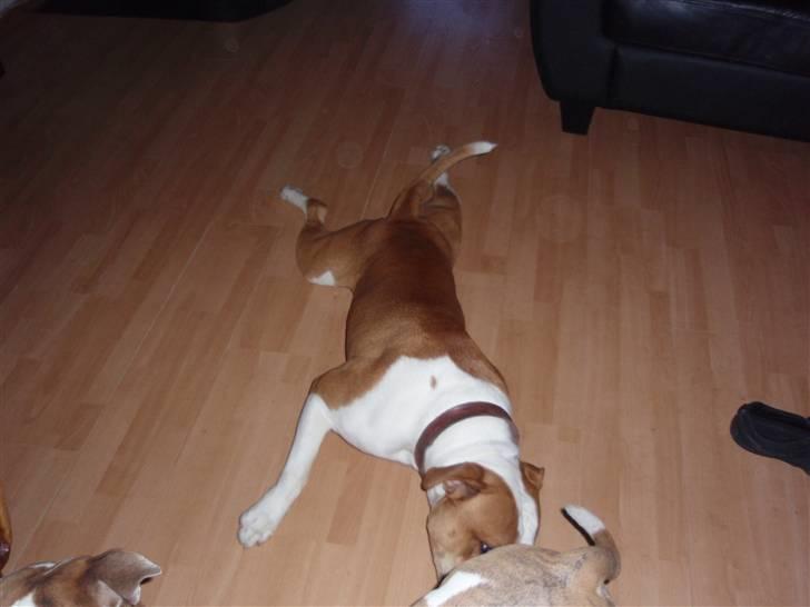 Amerikansk bulldog kettners Enzo billede 8