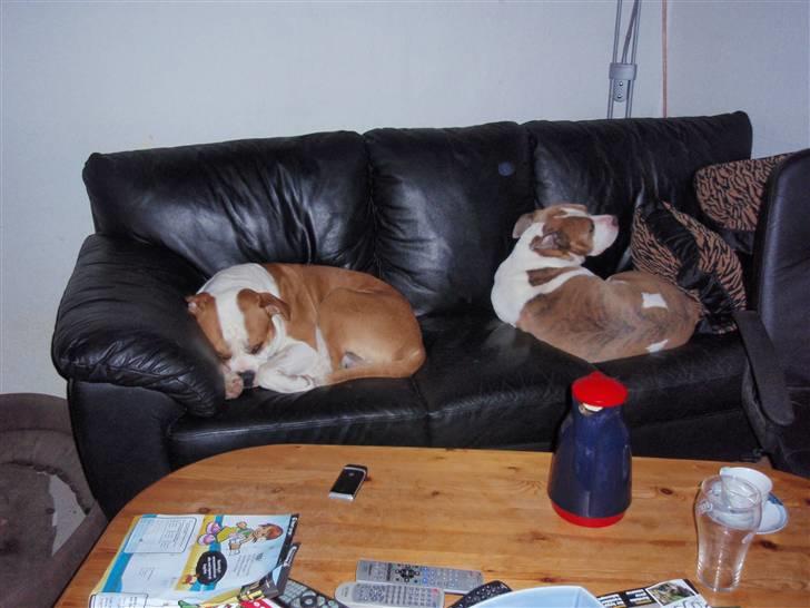 Amerikansk bulldog kettners Enzo billede 9