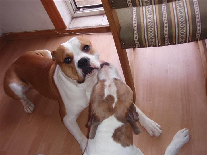 Amerikansk bulldog kettners Enzo billede 10