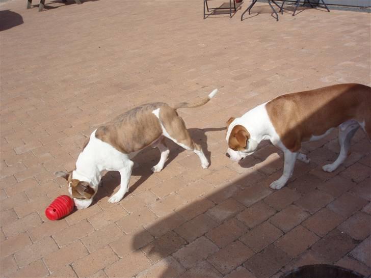 Amerikansk bulldog kettners Enzo billede 11